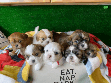 a group of shih tzu puppies are laying on top of a blanket that says eat nap park