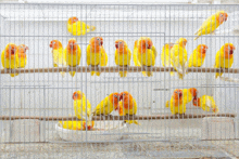 a cage full of yellow and orange birds with a bowl of food