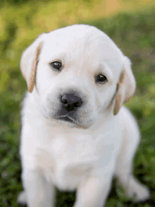 a white puppy with brown ears is sitting in the grass