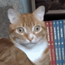 a cat is sitting in front of a shelf of books one of which is titled " on a plain of fire "