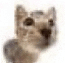 a blurry picture of a cat with a white background .