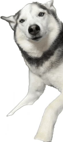 a husky dog is laying down and looking at the camera with a white background