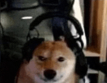 a dog wearing headphones is sitting in front of a computer .