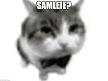 a black and white photo of a cat wearing a bow tie and saying samlei ?