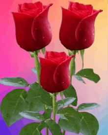 three red roses with water drops on the petals