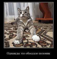 a picture of a cat laying on a rug with a caption in a foreign language