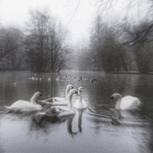 a flock of swans are swimming in a lake