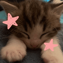 a kitten sleeping on a blanket with two pink stars on its head