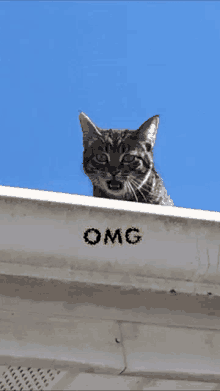 a cat sitting on top of a gutter with the word omg written on it