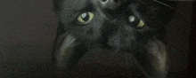 a close up of a black cat 's face with yellow eyes looking up at the camera .