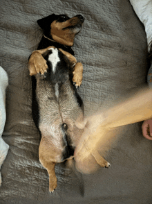 a dog is laying on its back on a bed with a person playing with it