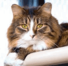 a close up of a cat with green eyes laying on a couch .