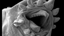 a close up of a worm 's mouth with sharp teeth .