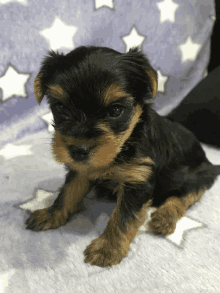 a small black and brown puppy is laying on a blanket with stars on it