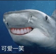 a shark with a big smile on its face with chinese writing below it