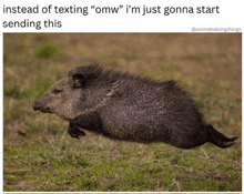 a picture of a wild boar running in the grass with the caption instead of texting " omw "