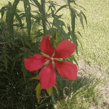 a large red flower with a white center is surrounded by greenery