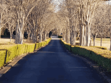 a road with trees on both sides and a hedge on the side of it