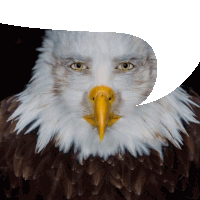 a bald eagle with a yellow beak and a speech bubble behind it