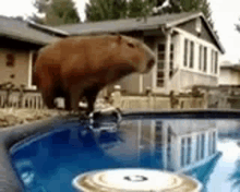 a capybara is standing on its hind legs in a swimming pool .