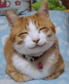 a cat is smiling with its eyes closed on a bed