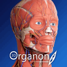 a 3d organon app shows the muscles and veins of the head