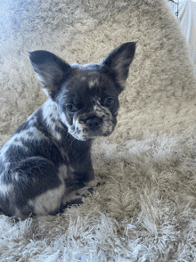 a small dog is sitting on a fluffy blanket