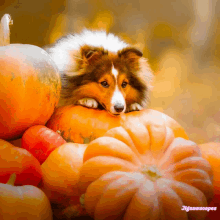 a shetland sheepdog laying on top of a pile of pumpkins with the words jigsawscopes below it