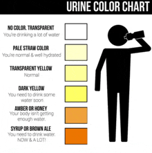 a urine color chart with a man drinking a bottle of water