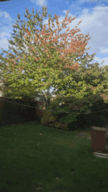 a tree with red and green leaves is in the backyard