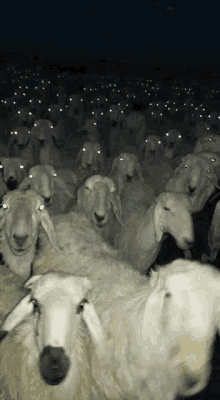 a herd of sheep with glowing eyes are standing in the dark