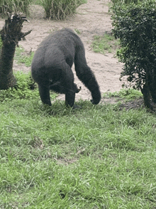 a gorilla standing on its hind legs in a grassy field