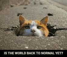 an orange and white cat sticking its head out of a hole in the ground