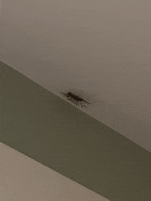 a close up of a bug crawling on the ceiling of a room .