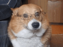 a corgi dog wearing glasses is sitting in a chair .