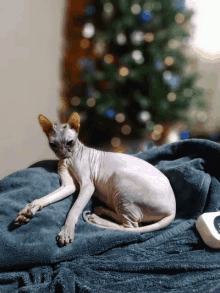 a hairless cat laying on a blue blanket with a christmas tree in the background