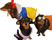 three dachshunds are dressed up in costumes including snow white and a pumpkin