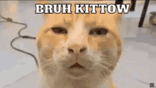 a close up of a cat with the words bruh kittow written above it