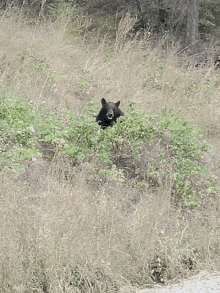 a black bear is hiding in a bush near a road