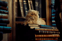 a cat is sitting on top of a stack of books including one that says ' larousse ' on it