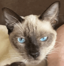 a close up of a cat with blue eyes looking at the camera