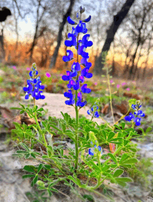 a plant with blue flowers and green leaves is growing in the dirt