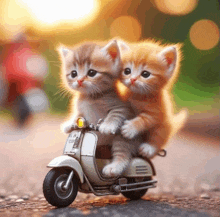 two kittens are riding a toy scooter on the street