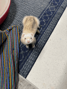 a small furry animal is standing on a striped blanket