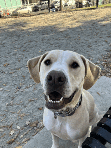 a dog with a chain around its neck is smiling