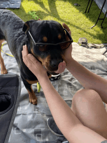 a dog wearing ray-ban sunglasses is licking its face