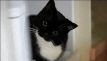 a black and white cat is looking up at the camera .