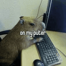 a capybara is sitting in front of a computer keyboard .