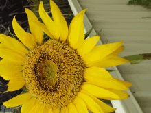 a close up of a sunflower with yellow petals and a yellow center