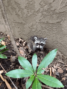 a small raccoon is standing next to a plant